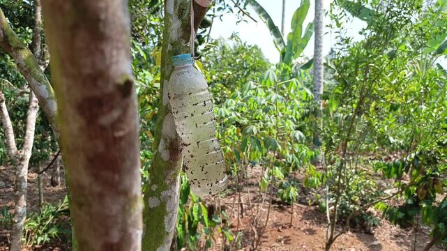 Stock video of a plastic bottle insect trap with sticky glue hanging on tree trunk to protect crops from fruit flies.