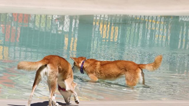 Two brown dingoes playing in shallow water of outdoor pool during sunny day.