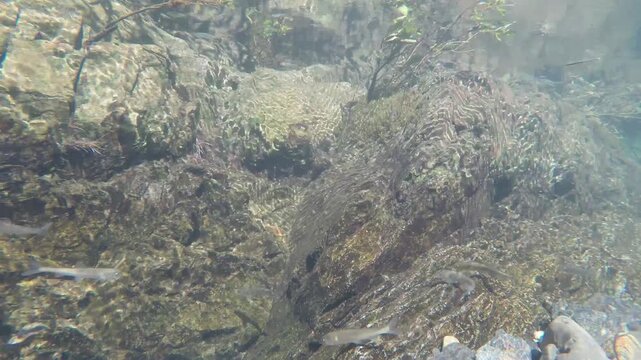 安曇川(琵琶湖水系)の清流を泳ぐコアユの水中映像