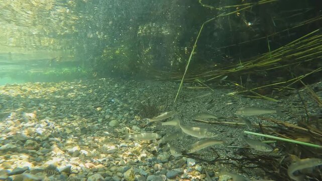 琵琶湖水系(犬上川)で泳ぐコアユの群れの涼しげな水中映像
