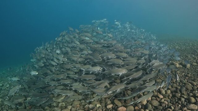 Bigeye trevally (Caranx sexfasciatus) forming a dramatic schooling tornado in open water near Tulamben, Bali. 4K UHD slow-motion underwater footage