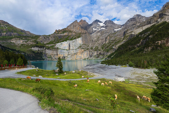 Cows graze along the shores of Oeschinen Lake (Oeschinensee) near Kandersteg, Switzerland