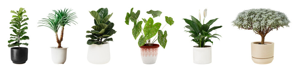 Obraz premium PNG Diverse potted plants collection on transparent background