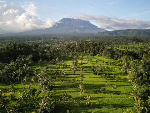 Bali Rice Fields with Mount Agung Volcano Aerial View