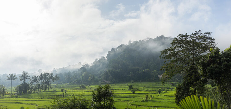 Green Rice Terraces Under Misty Morning Sky in Bali