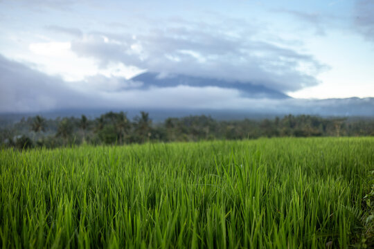 Green Rice Fields with Mount Agung in Background