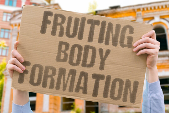 "Fruiting body formation" Visible fruiting emergence signals reproductive readiness. FRUITING. EMERGENCE. FORMATION. REPRODUCTION. VISIBLE.