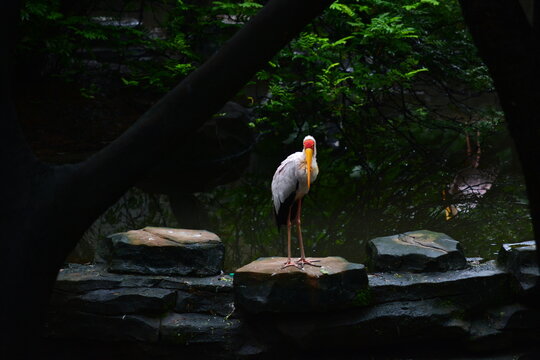 red billed stork