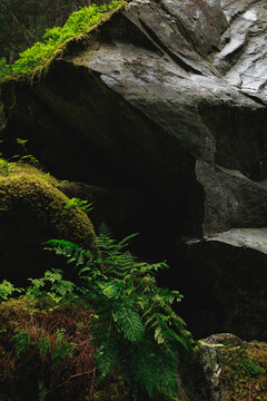 Boulders, moss and fern in the Magic Wood climbing area, Ausserferrera, Switzerland