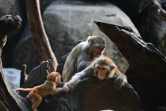 japanese macaque sitting on a tree