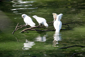 the corellas are perched on a branch above the water © susan flashman