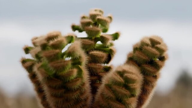 Hair-covered young fern fronds gradually unfurl and open, revealing fresh green curled leaves among soft brown hairs against a blurred outdoor background under gentle natural light