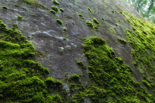 Moss grows on a slab of granite in the Magic Wood climbing area, Ausserferrera, Switzerland