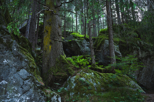 Trees, boulders, moss and fern in the Magic Wood climbing area, Ausserferrera, Switzerland