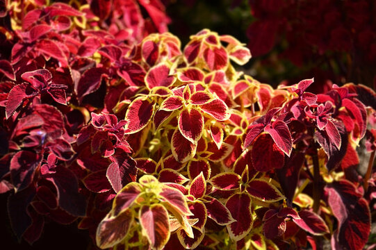 Coleus (Plectranthus scutellarioides) Solenostemon