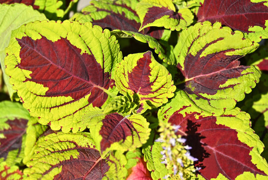 Coleus (Plectranthus scutellarioides) Kong Rose