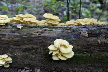 mushrooms on tree trunk © Christine Donnelly