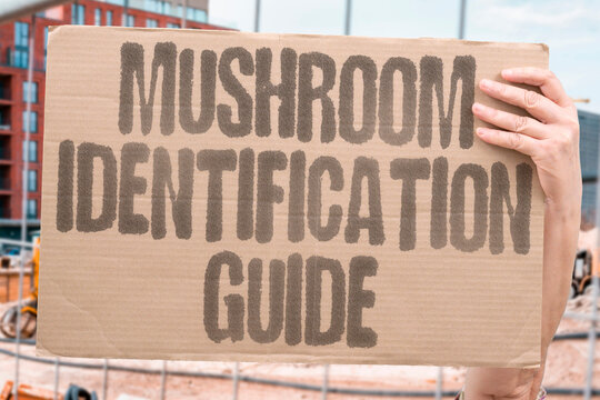 "Mushroom identification guide" Field references help foragers distinguish edible species from toxic lookalikes. IDENTIFICATION. GUIDE. REFERENCE. EDIBLE. LOOKALIKE.