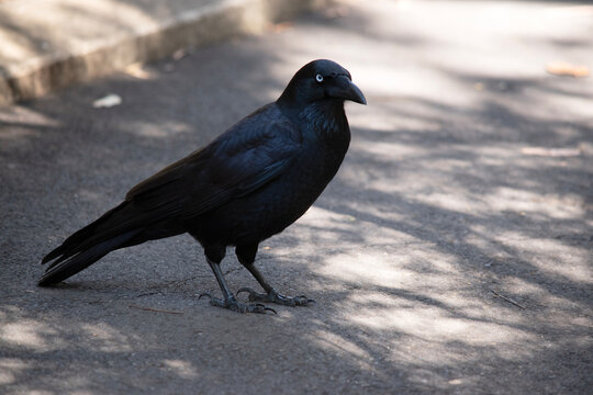 the Australian raven is a black bird with white eyes and grey feet and beak