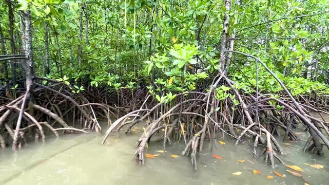The prop roots of Rhizophora sp mangrove trees grow naturally in coastal mangrove ecosystems, alongside the natural succession occurring around the trees' roots.