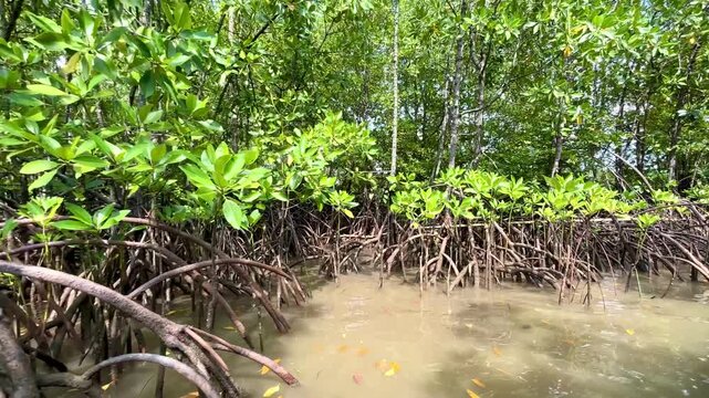 The prop roots of Rhizophora sp mangrove trees grow naturally in coastal mangrove ecosystems, alongside the natural succession occurring around the trees' roots.