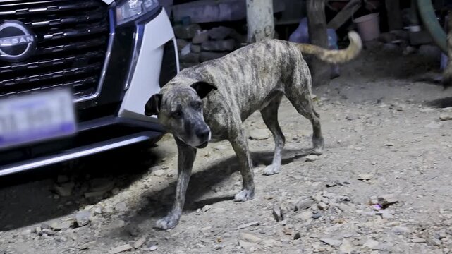 Brindle Stray Dog Walking On Dirt Near Car In Rural Outdoor Nighttime Scene