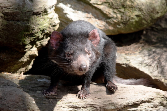 this is a close up of a Tasmanian devil
