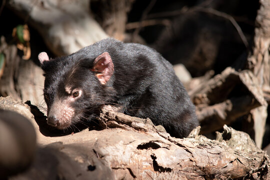 The Tasmanian devil is black in color with a white band on the chest and hindquarters and have nearly-hairless, pink ears.