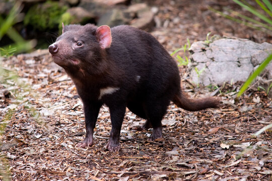 Tasmanian Devils are the size of a small dog. Devils have black fur with a large white stripe across their breast and the odd line on their back.