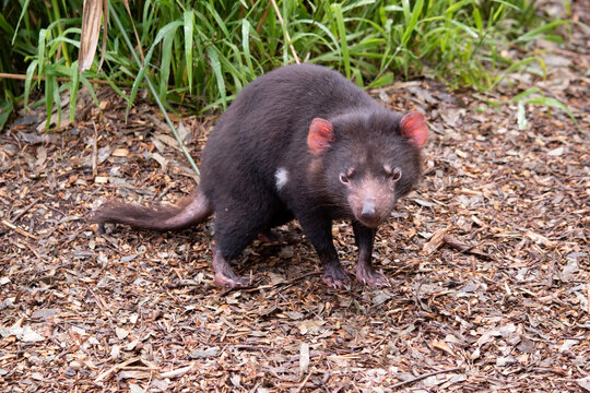 Tasmanian Devils are the size of a small dog. Devils have black fur with a large white stripe across their breast and the odd line on their back.