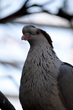 this is a close up of a topknot pigeon