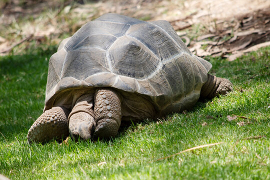 the aldabras tortoises is eating grass