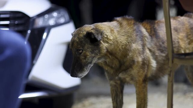 Brown Stray Dog Near White Car In Outdoor Night Scene Rural Central Mexico
