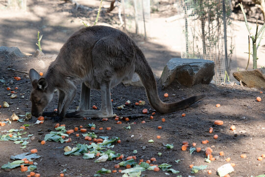this is a side view of a kangaroo eating vrgetables