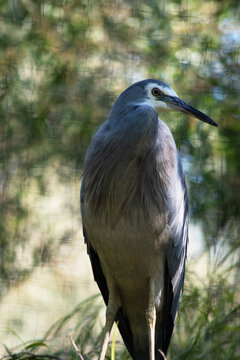 the white faced heron is perched high in a tree