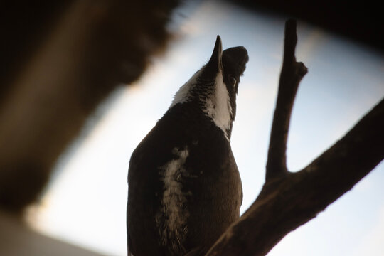 The Eastern Whipbird is perched on a branch