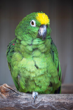 this is a close up of a Yellow crowned parrot