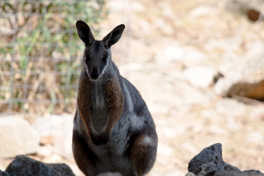 the yellow footed rock wallaby is standing on a rock