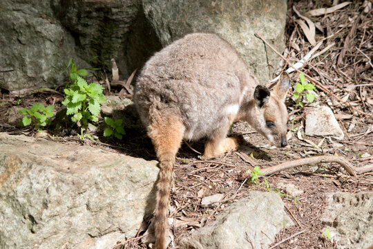 the yellow footed rock wallaby has a grey body with a white chest tan legs and a long tan nad black tail