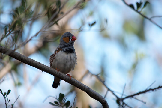 the male zebra finch has a grey body with a white under belly with a black and white tail. It has orange cheeks and black stripe on its face