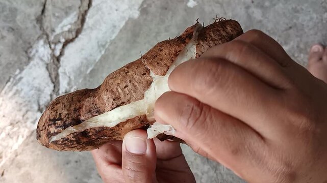 Hands Peeling Steamed Yam Root or Polo Pendem Traditional Indonesian Snack