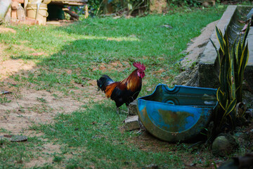 rooster in the garden © Niki