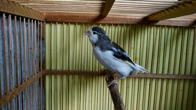 Black and white canary bird perched inside wooden bamboo cage