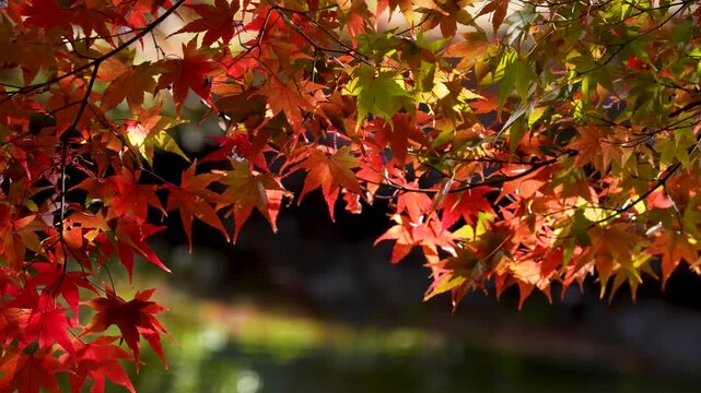 水面から反射した光が紅葉にゆらゆらあたっている4Kスローモーション動画