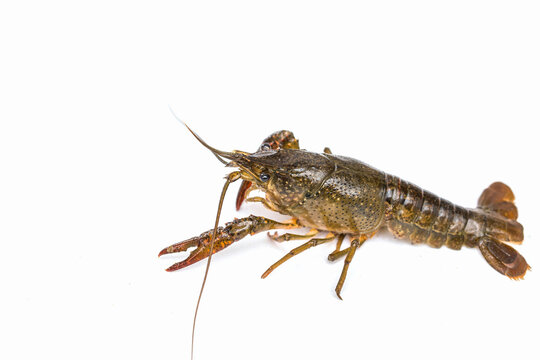 A live crayfish, a type of freshwater crustacean, is displayed isolated against a plain white background.