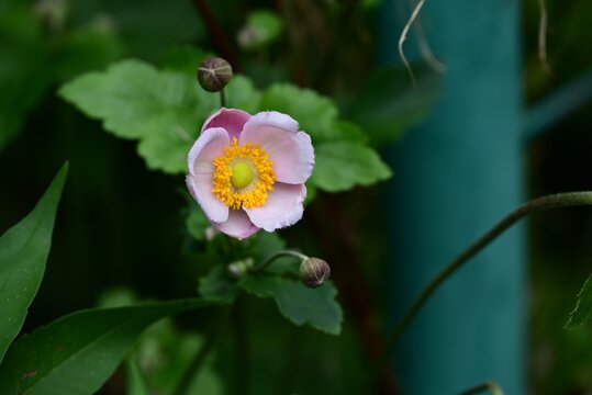 Japanese anemone (Anemone hupehensis) flowers., Ranunculaceae perennial. It produces pink or white blossoms that evoke the atmosphere of autumn.