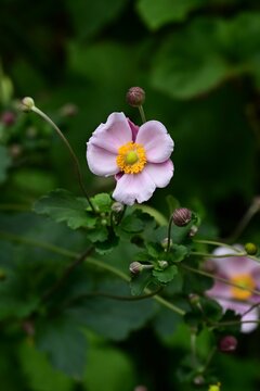 Japanese anemone (Anemone hupehensis) flowers., Ranunculaceae perennial. It produces pink or white blossoms that evoke the atmosphere of autumn.