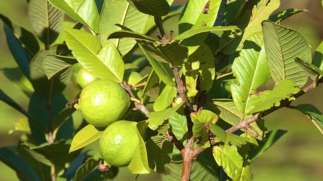 Close up video of green guava fruit growing on a guava tree in bright sunlight at a tropical farm.
