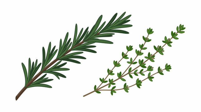 Rosemary and Thyme Herb Sprigs Isolated on White Background