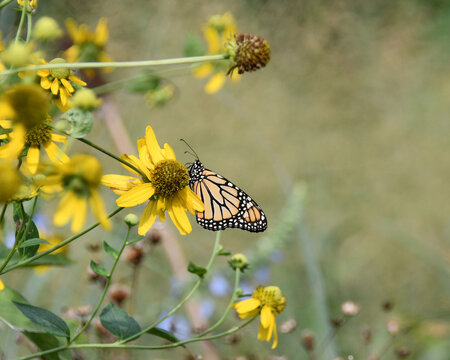 Monarch on Yellow Native Flowers With Copy Space